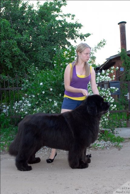 Фото: ньюфаундленд Сент Джонс Роуз фо Ми (Sent Djons Rose for Me)