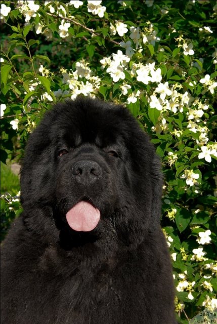 Фотография № 71945