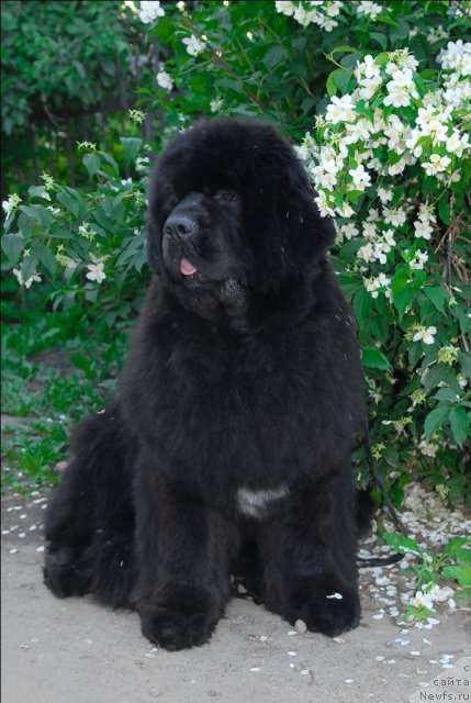 Фотография № 71947