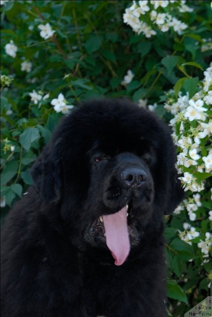 Фото: ньюфаундленд Сент Джонс Роуз фо Ми (Sent Djons Rose for Me)