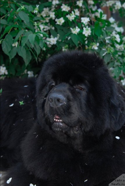 Фото: ньюфаундленд Сент Джонс Роуз фо Ми (Sent Djons Rose for Me)