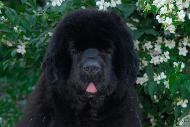 Фотография № 71952