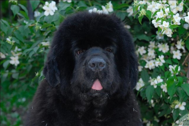 Фото: ньюфаундленд Сент Джонс Роуз фо Ми (Sent Djons Rose for Me)