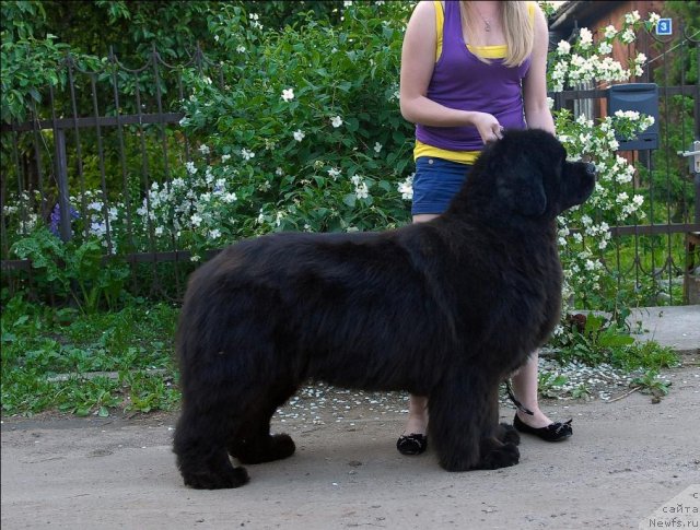 Фото: ньюфаундленд Сент Джонс Роуз фо Ми (Sent Djons Rose for Me)