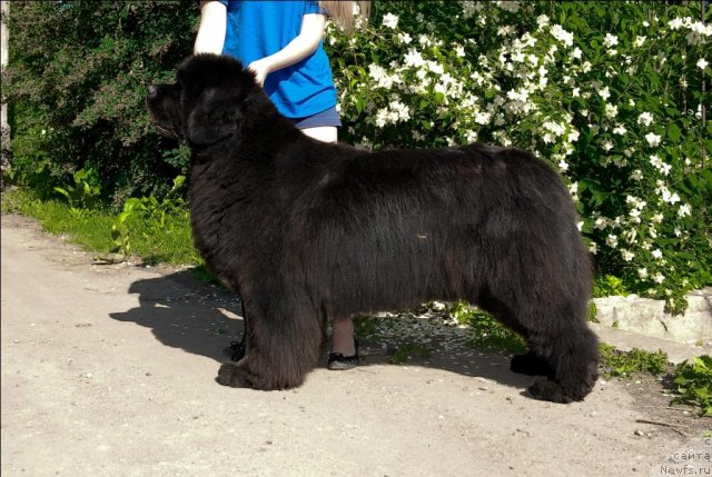 Фото: ньюфаундленд Сент Джонс Роуз фо Ми (Sent Djons Rose for Me)