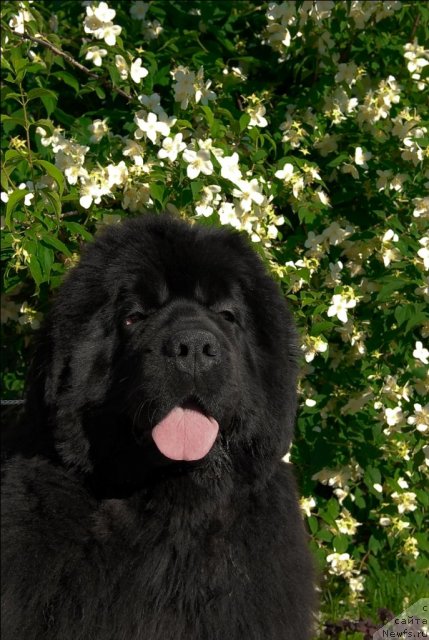 Фото: ньюфаундленд Сент Джонс Роуз фо Ми (Sent Djons Rose for Me)