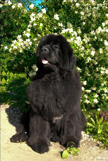 Фотография № 71965