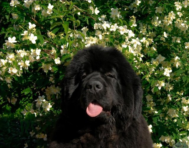 Фото: ньюфаундленд Сент Джонс Роуз фо Ми (Sent Djons Rose for Me)