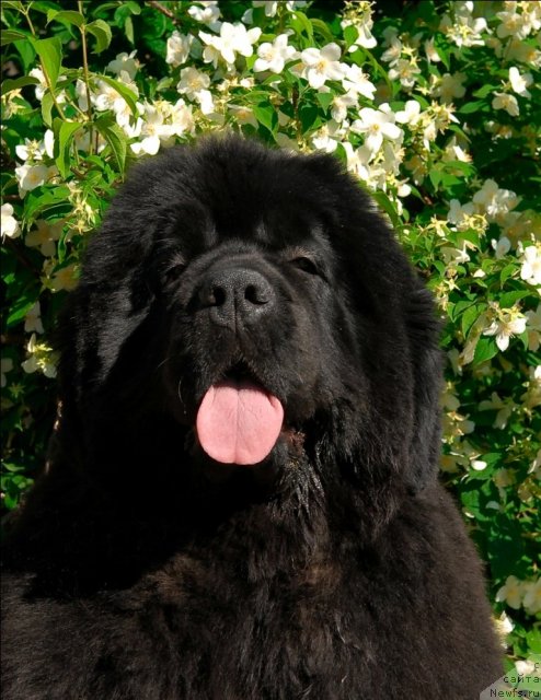 Фото: ньюфаундленд Сент Джонс Роуз фо Ми (Sent Djons Rose for Me)