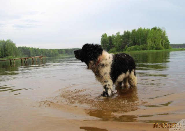 Фото: ньюфаундленд Супер Бизон Екатеринбург (Super Bizon Ekaterinburg)