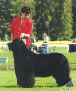 Фото: ньюфаундленд Aarnikarhun Galemegda