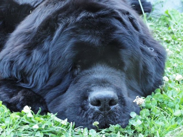 Фото: ньюфаундленд Thickish Newfoundland Monnalisadellagioconda