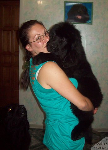 Фото: ньюфаундленд Заветный Подарок, Татьяна