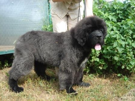 Фотография № 72020