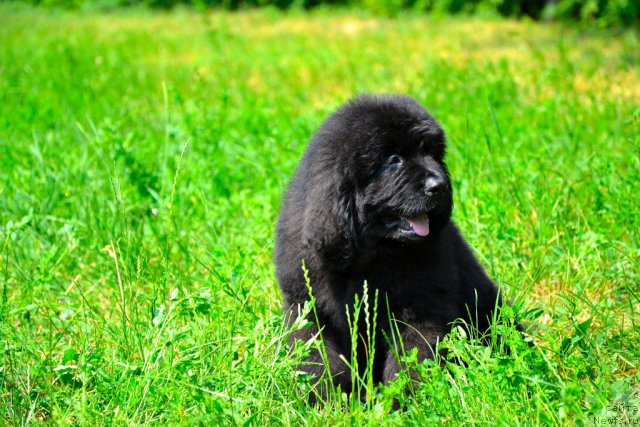 Фото: ньюфаундленд Sunrise Almas-Alana