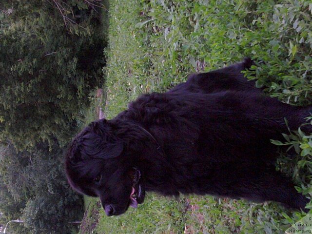 Фото: ньюфаундленд Гералис Уилси Поликсена