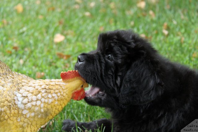 Фото: ньюфаундленд С'Нежная Вьюга Амороне Сартори (S'Nezhnaya Vjuga Amorone Sartori)