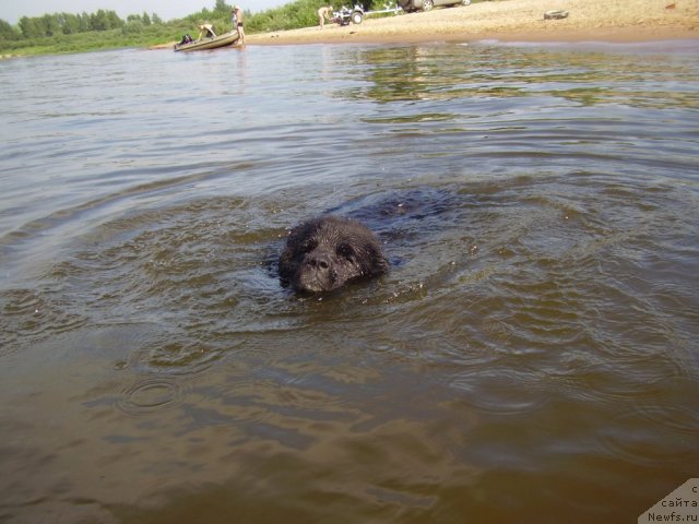 Фото: ньюфаундленд Ольбар де Зор Идилия