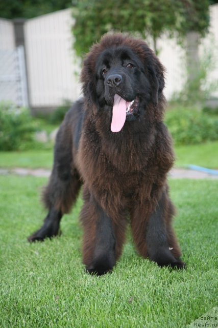 Фото: ньюфаундленд Сент Джонс Хендсел фо Ми (Sent Djons Handsel for Me)