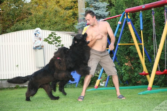 Фото: ньюфаундленд Gimenej Golden Star, ньюфаундленд Сент Джонс Хендсел фо Ми (Sent Djons Handsel for Me), Александр Розенфельд