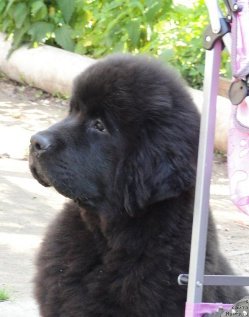 Фото: ньюфаундленд Бегущая по Волнам Дансинг Квин (Beguschaya po Volnam Dancing Queen)