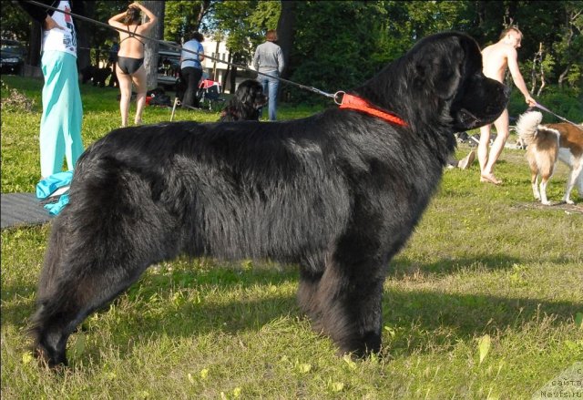 Фото: ньюфаундленд Акватория Келвин Кадриль (Aquatoriya Kelvin Kadril)