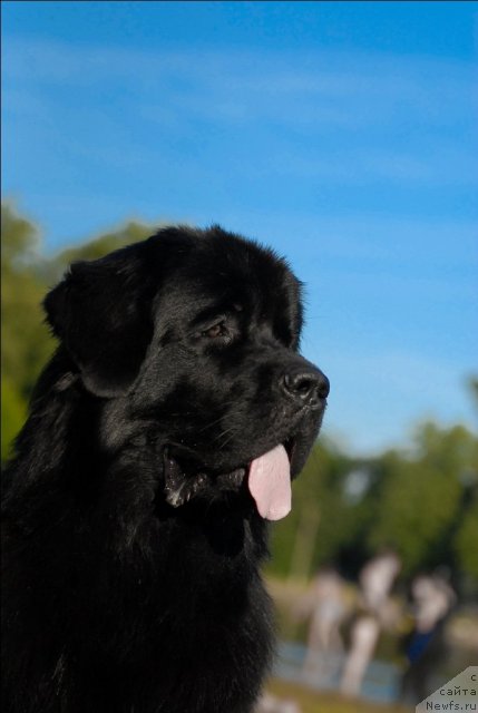 Фото: ньюфаундленд Акватория Келвин Кадриль (Aquatoriya Kelvin Kadril)