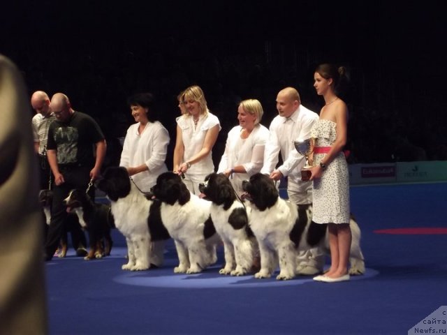 Фото: ньюфаундленд Bring Me Gold de L'Iliade et L'Odyssee