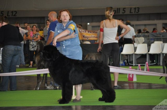 Фото: ньюфаундленд Акватория Келвин Калашникофф
