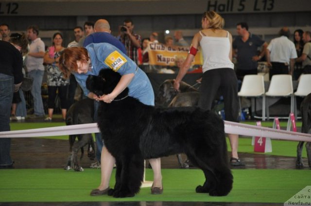 Фото: ньюфаундленд Акватория Келвин Калашникофф, Татьяна Абутова