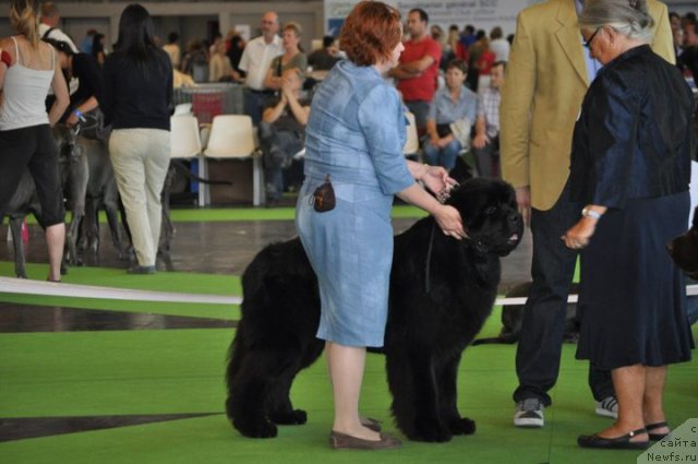 Фото: ньюфаундленд Акватория Келвин Калашникофф, Татьяна Абутова