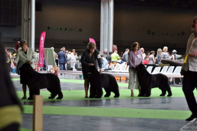 Фото: ньюфаундленд Сент Джонс Дора (Sent Djons Dora)