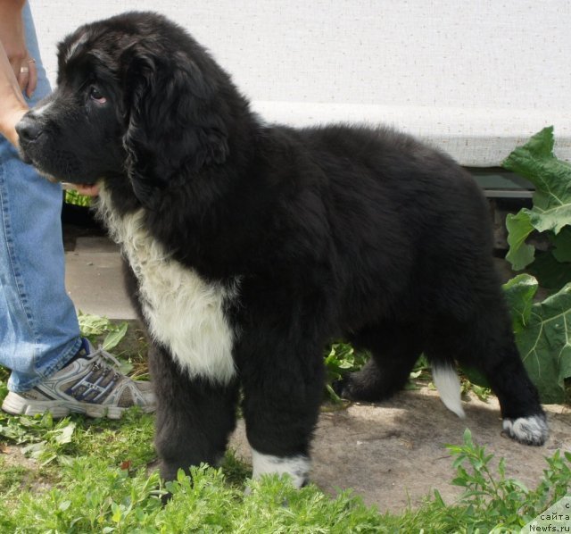 Фото: ньюфаундленд Питерньюф Енигма (Piternyuf Enigma)