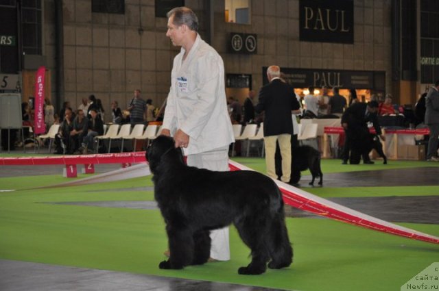 Фото: ньюфаундленд Плюшевая Панда Роскошная Леди Диана (Plushevaya Panda Roskoshnaya Lady Diana)