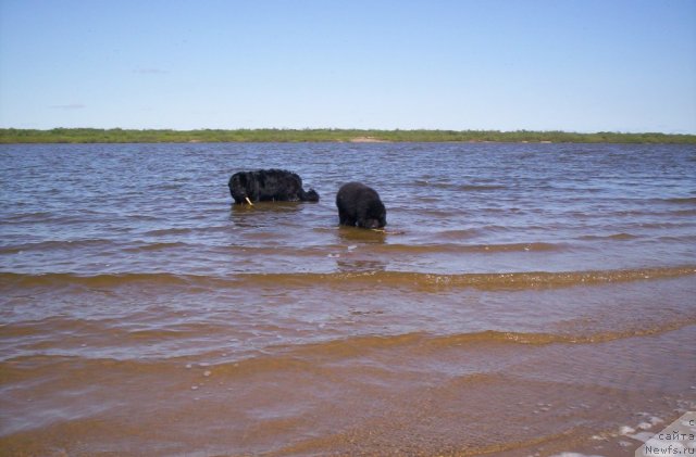Фото: ньюфаундленд Бегущая по Волнам Зеро Коол