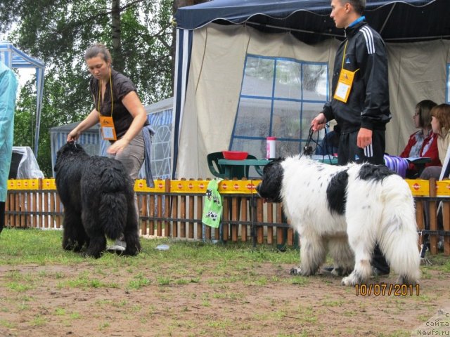 Фото: ньюфаундленд Акватория Келвин Олимпус (Aquatoriya Kelvin Olympus), ньюфаундленд Аквиан Сонг Зефир