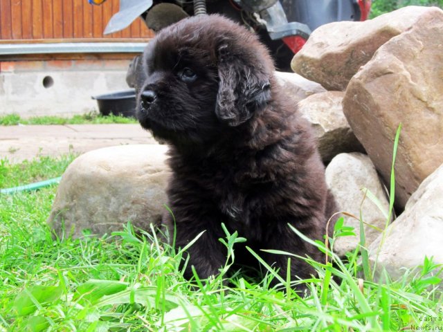 Фото: ньюфаундленд Бэлла Мосс Цитериус