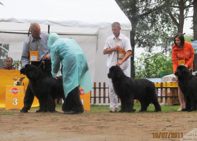 Фото: ньюфаундленд Их Высочество Валенсия Вуд, ньюфаундленд Их Высочество Вилана Блум (Ih Visochestvo Vilana Blum), Алексей Ступников, ньюфаундленд Их Высочество Глория Айрис (Ih Visochestvo Gloria Airis), Марина Горошенко