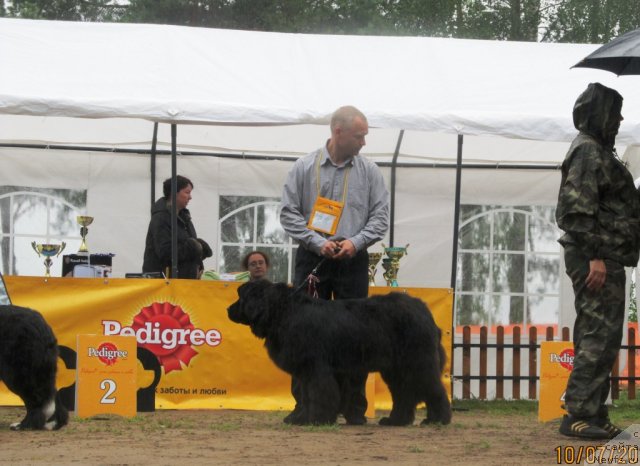 Фото: ньюфаундленд Их Высочество Валенсия Вуд