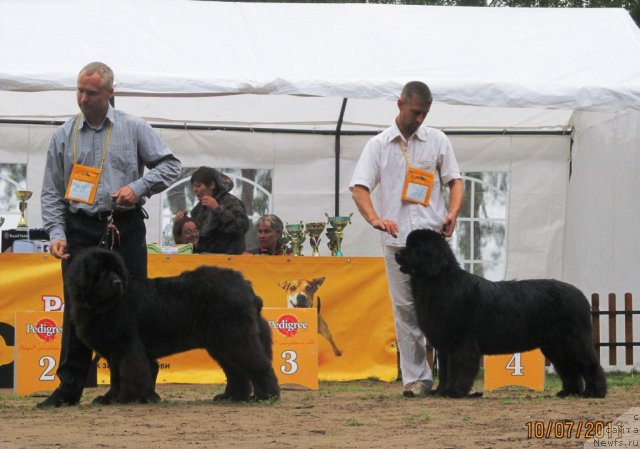 Фото: ньюфаундленд Их Высочество Валенсия Вуд, Алексей Ступников, ньюфаундленд Их Высочество Вилана Блум (Ih Visochestvo Vilana Blum)