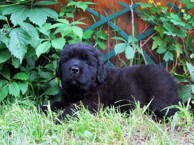 Фото: ньюфаундленд Бэлла Мосс Целлариус