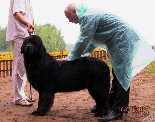 Фото: ньюфаундленд Их Высочество Вилана Блум (Ih Visochestvo Vilana Blum)