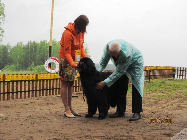 Фото: ньюфаундленд Их Высочество Глория Айрис (Ih Visochestvo Gloria Airis), Марина Горошенко