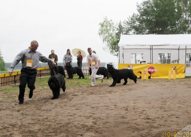 Фото: ньюфаундленд Их Высочество Валенсия Вуд, Алексей Ступников, ньюфаундленд Их Высочество Вилана Блум (Ih Visochestvo Vilana Blum)