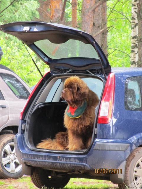 Фото: ньюфаундленд Командор из Медвежьего Яра