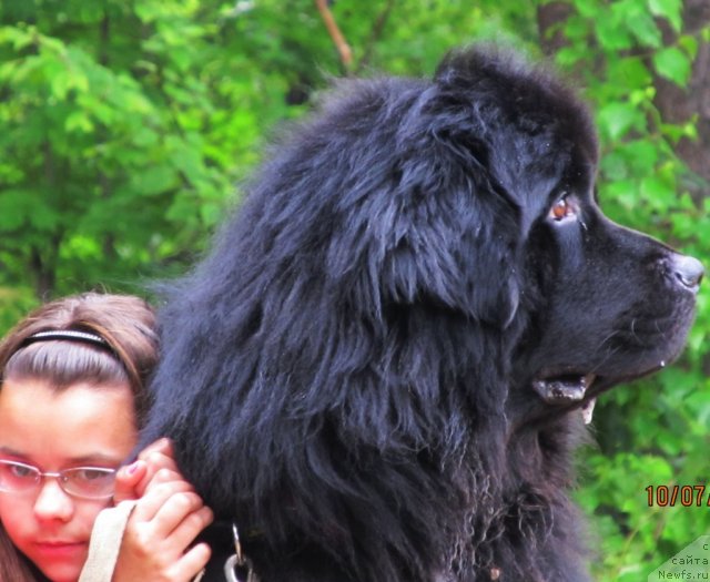 Фото: ньюфаундленд Капитан Ньюфорт