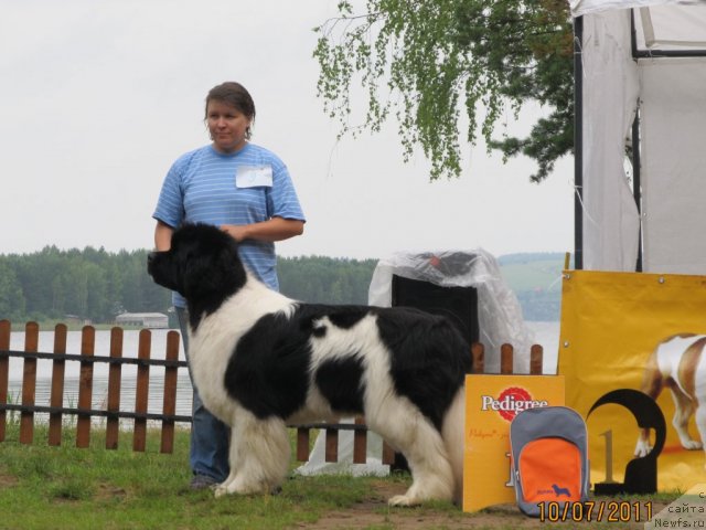 Фото: ньюфаундленд Супер Премиум Жодо Феролли (Super Premium Zhodo Ferolli)
