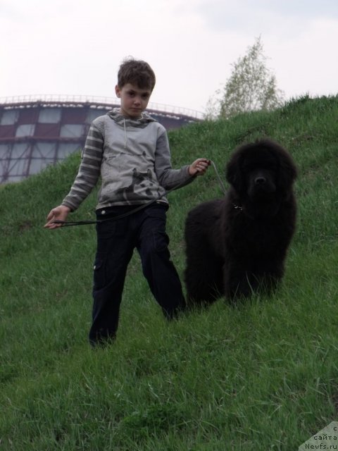 Фото: ньюфаундленд Анданте Босс