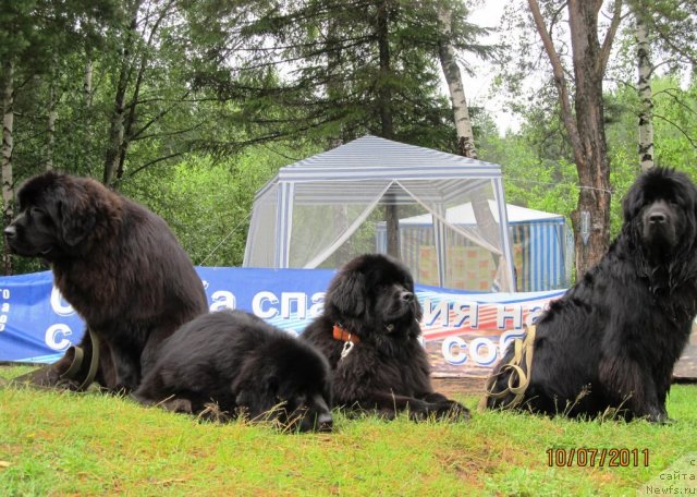 Фото: ньюфаундленд Их Высочество Глория Айрис (Ih Visochestvo Gloria Airis), ньюфаундленд Их Высочество Вилана Блум (Ih Visochestvo Vilana Blum), ньюфаундленд Их Высочество Владлена Маджикс, ньюфаундленд Их Высочество Валенсия Вуд