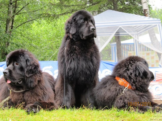 Фото: ньюфаундленд Их Высочество Глория Айрис (Ih Visochestvo Gloria Airis), ньюфаундленд Их Высочество Вилана Блум (Ih Visochestvo Vilana Blum), ньюфаундленд Их Высочество Владлена Маджикс
